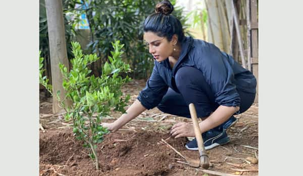 Aathimika-sapling-plant