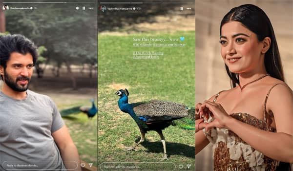 Rashmika,-Vijay-Devarakonda-love?---Betrayed-by-the-Peacock