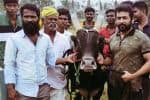 வாடிவாசல் படத்திற்காக 100 சதவீத அர்ப்பணிப்பை கொடுப்பேன்: வெற்றிமாறன் வெளியிட்ட தகவல்