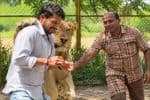 சினிமாவில் நடிப்பதற்காக நிஜ சிங்கத்துடன் பயிற்சி எடுக்கும் நடிகர்