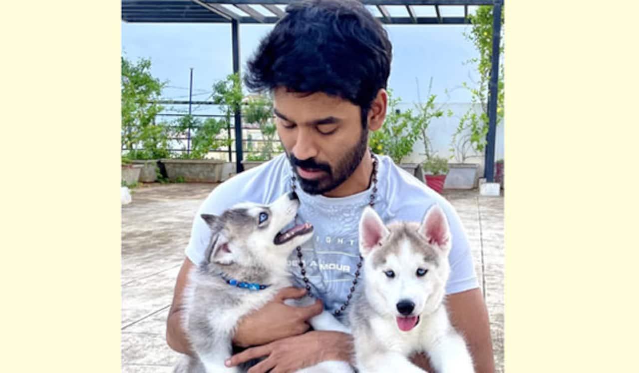 கிங் காங்கை வளர்க்கும் தனுஷ்
