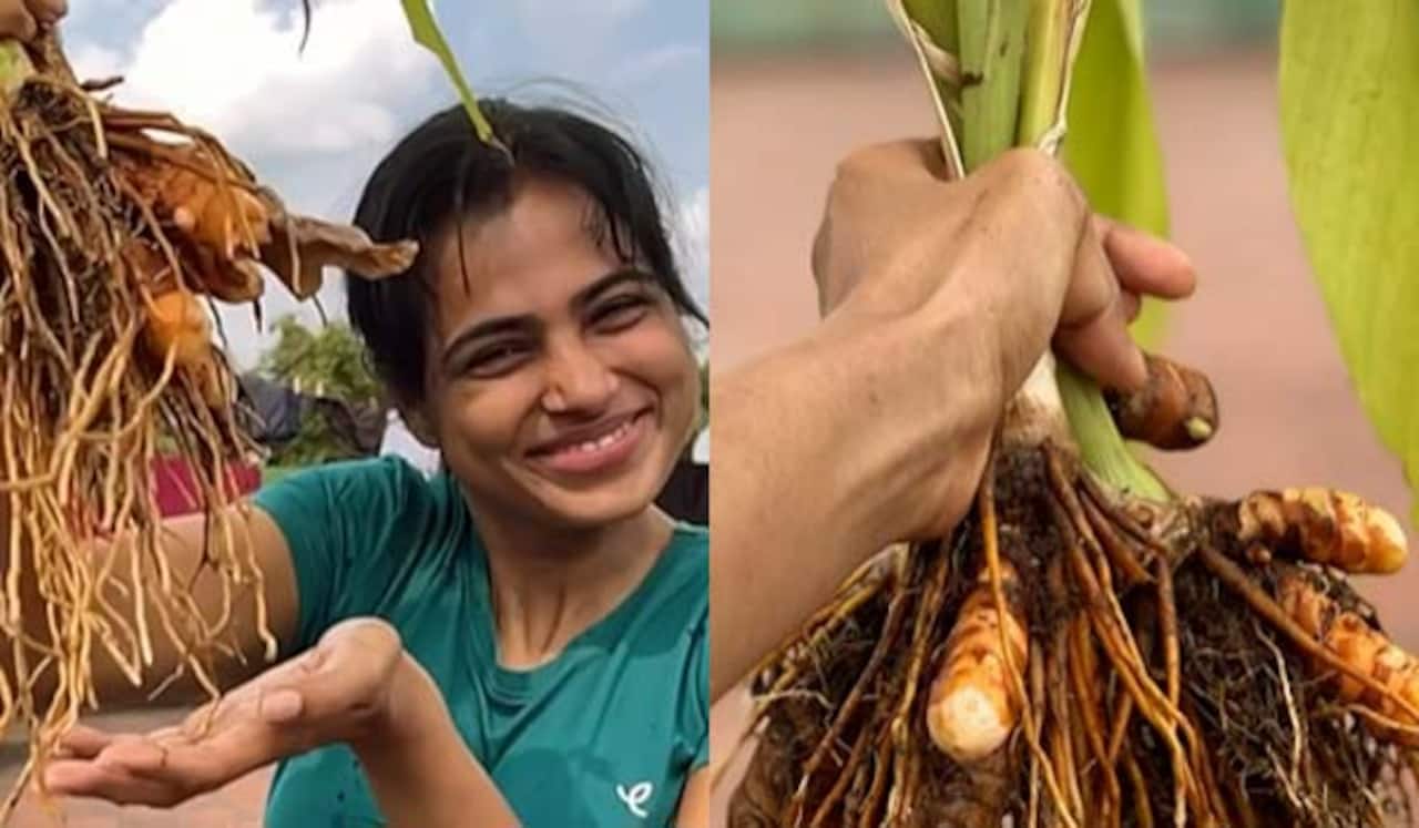 மாடி தோட்டத்தில் மஞ்சள் அறுவடை செய்த ரம்யா பாண்டியன்