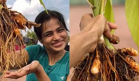 மாடி தோட்டத்தில் மஞ்சள் அறுவடை செய்த ரம்யா பாண்டியன்