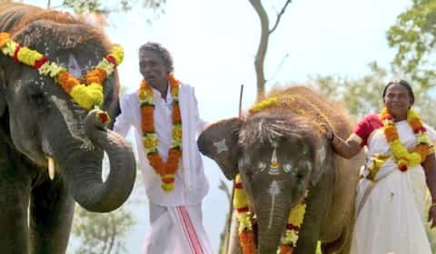 துரத்தப்பட்ட யானை குட்டிகளை தேடும் முயற்சியில் ஆஸ்கர் விருது பட நாயகன்