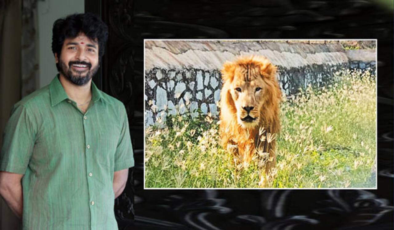 சிங்கத்தை தத்தெடுத்த சிவகார்த்திகேயன்