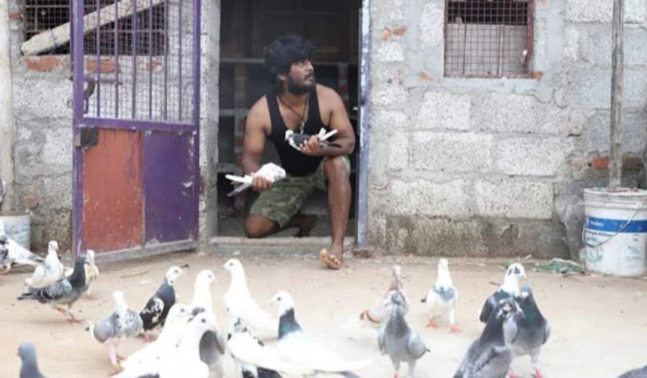 புறா பந்தய பின்னணியில் உருவாகும்  பைரி