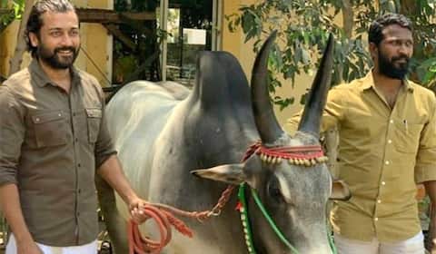 மூன்று வருட இழுபறி : வாடிவாசல் வழி கிடைக்குமா?