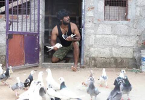 புறா பந்தய பின்னணியில் உருவாகும்  பைரி