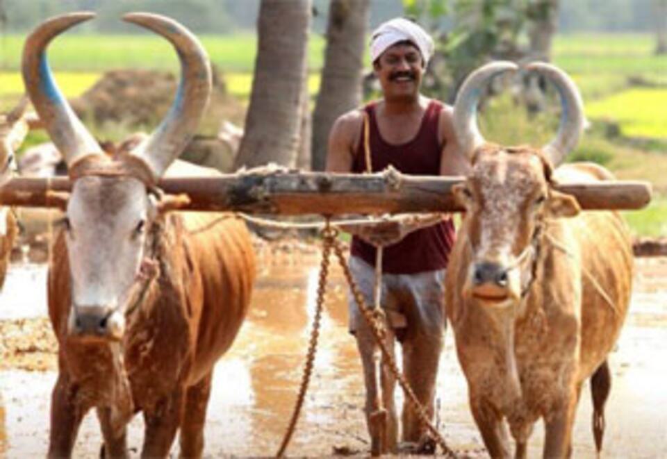 வெள்ளை யானை