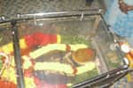நடிகை காந்திமதி அஞ்சலி