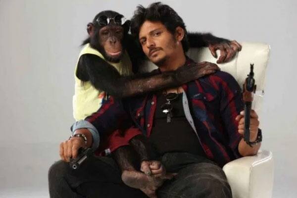 கொரில்லா,Gorilla