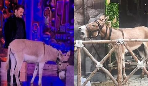 ஹிந்தி பிக்பாஸ் நிகழ்ச்சியில் கழுதை! களமிறங்கிய பீட்டா இந்தியா!!