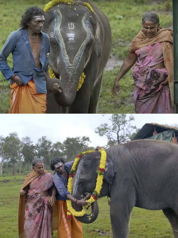 ஆஸ்கர் விருது வென்ற த எலிபென்ட் விஸ்பரர்ஸ்