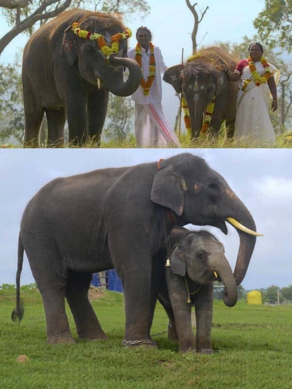 ஆஸ்கர் விருது வென்ற த எலிபென்ட் விஸ்பரர்ஸ்