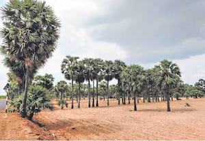  கரு மேகங்கள் சூழ்ந்த நிலையில் பனைமரங்கள். இடம்: சாயல்குடி அருகே கூராங்கோட்டை