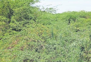  சாயல்குடி ஆற்றில் ஆக்கிரமித்துள்ள கருவேல மரங்கள்