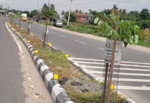  அவிநாசி - மேட்டுப்பாளையம் சாலைகளுக்கு நடுவே மரக்கன்றுகள்