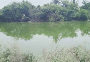  தொழுதாவூர் கிராமத்தில் ஆலை கழிவுநீர், கிராம குட்டையில் கலப்பதால் ...