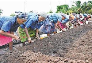 உடுமலை பள்ளபாளையத்தில் உழுத நிலத்தில் சின்ன வெங்காய விதைகளை விதைக்கும் ...