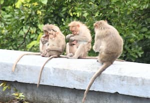  பொள்ளாச்சி; இயற்கை உணவை மறந்து, சுற்றுலா பயணியரிடம் இருந்து ஏதேனும் ...