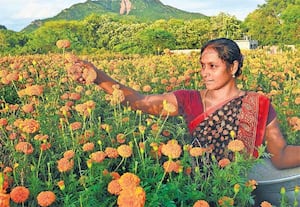 பூத்து குலுங்கும் கேந்தி மலர்கள்: சமய வழிபாடுகளிலும், பண்டிகை ...