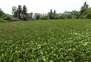  மீஞ்சூர் பேரூராட்சியின் அலட்சியத்தால் ஏரி, குளம் உள்ளிட்ட நீர்நிலைகள் ...