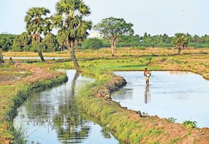  காவிரியில் திறந்துவிடப்பட்ட தண்ணீர் நாகை மாவட்டம் நாகூர் பகுதியில் ...