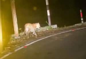 வால்பாறை; பொள்ளாச்சி ரோட்டில் சென்ற சிறுத்தையால் வாகன ஓட்டுநர்கள் ...