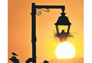  தான் வாழ்ந்து வந்த மரம் வெட்டப்பட்ட நிலையில் மின்விளக்கில் கூடு கட்டி ...
