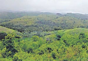 கூடலூர் ஜீன்பூல் தாவரம் மையத்தில் காணப்படும் பசுமை மலை தொடர்கள், இங்கு ...