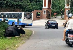  குன்னுார்; குன்னுார்-- ஊட்டி சாலையில் வளைவான பகுதியில், ஓய்வெடுக்கும் ...