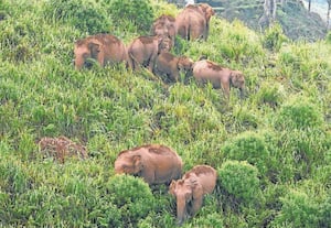  பந்தலூர் பகுதியில் குடியிருப்புகளை ஒட்டி காணப்படும் புல்வெளி, தேயிலை ...