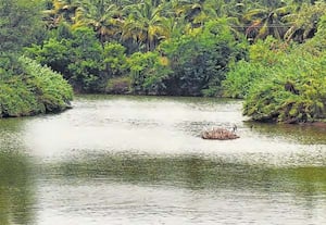 மேற்கு தொடர்ச்சி மலை அடிவாரப் பகுதிகளில் பெய்த கனமழை காரணமாக ...