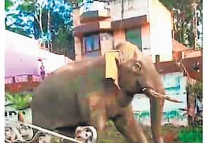  தாண்டிக்குடி பள்ளத்து கால்வாய் கிராமத்திற்குள் புகுந்த காட்டுயானை