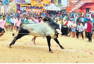  மதுரை அருகே பாலமேடு கருப்பு சாமி கோவில் ஆடித்திருவிழாவில் எருதுகட்டு ...