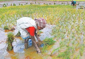 கூடலூர் புத்தூர் வயல் பகுதியில், நெல் நடவு செய்யும் பணியில் பழங்குடியின ...