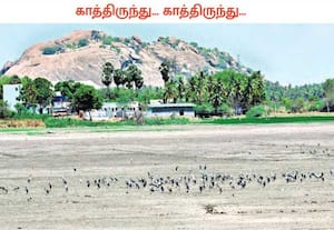 துள்ளி விளையாடிய மீன்கள் இன்றி வறண்ட நிலமாக மாறிய கண்மாயில் இரையை எங்கு ...