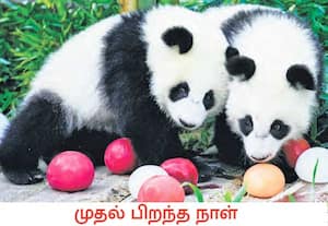 ஐரோப்பிய நாடான ஜெர்மனியின் பெர்லினில் உள்ள பாண்டா கார்டனில், தங்களின் ...