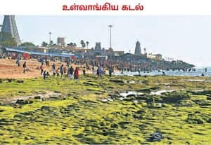  துாத்துக்குடி மாவட்டம், திருச்செந்துார் சுப்பிரமணிய சுவாமி கோவில் ...