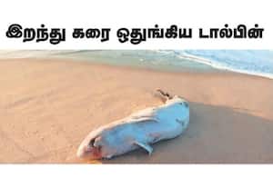  திருநெல்வேலி மாவட்டம், கூடங்குளம் அருகே இறந்த நிலையில் கரை ஒதுங்கிய ...
