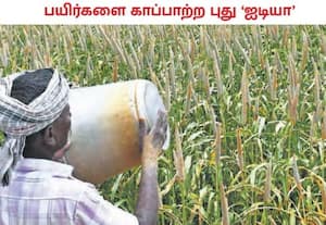 தென்காசி மாவட்டம் அச்சம்பட்டி பகுதியில் பயிரிடப்பட்டுள்ள கம்பு ...