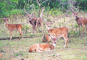 முதுமலை மசினகுடி அருகே சொக்கநள்ளி சாலையோர வனப்பகுதியில் உலா வந்த ...