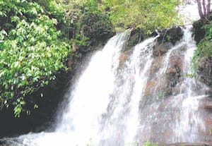 பந்தலூர் பகுதியில் மழை தொடர்வதால், காட்டிமட்டம் வனத்தில் உள்ள ...