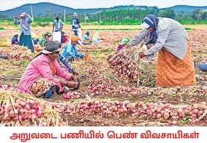 கர்நாடகாவின் சிக்கமகளூரில் பயிரிட்ட வெங்காயத்தை அறுவடை செய்யும் ...