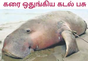 ராமதாதபுரம் மாவட்டம் திருப்புல்லாணி அருகே சேதுக்கடல் கரையோரம் இறந்த ...
