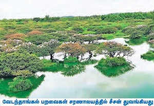 மதுராந்தகம் அருகே உள்ள வேடந்தாங்கல் சரணாலயத்திற்கு பறவைகள் வருகையில் ...