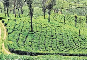 வால்பாறையில் சீதோஷ்ண நிலை மாற்றத்தால் தென்மேற்கு பருவமழைக்கு பின் ...