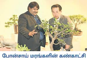 சென்னை கிரீம்ஸ் சாலையில் உள்ள லலித் கலா அகாடமியில், போன்சாய் மரங்களின் ...