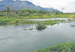முதுமலை அருகே மசினகுடி வனப்பகுதியில் உள்ள நீர் நிலைகளில் மழையின் ...