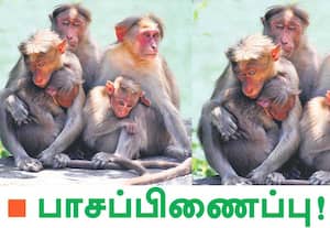 தாயின் அரவணைப்பை விட சிறந்த பாதுகாப்பு எதுவுமில்லை என்பது போல, ...